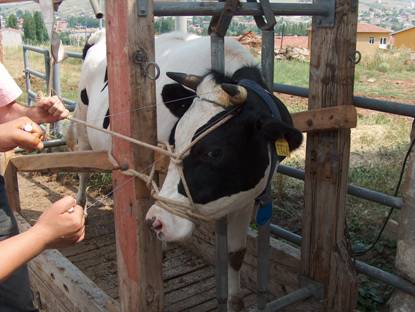 Boynuzu kesilmekte olan bir düve